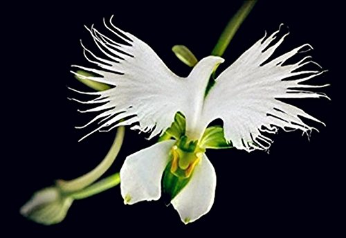 50 Samen Seltene Weiße Taube Orchidee White Dove Orchids