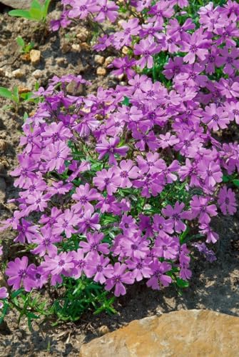 Phlox subulata 'Purple Beauty' - Polster-Phlox, Winterhart,...