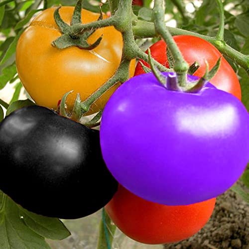 Haloppe 200 Stück Tomaten-Obst-Gemüse-Samen zum Pflanzen im...