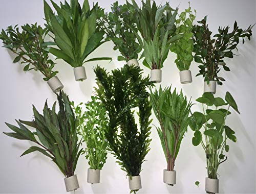 Aquarienpflanzen Wasserpflanzen verschiedene 50 Stängel 5 Extra...