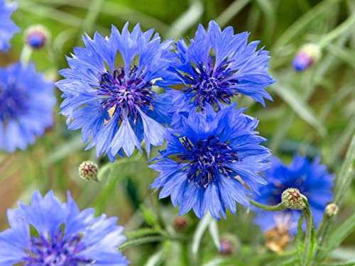 Blaue Kornblume Samen 1000+ Centaurea cyanus Blumenwiese...