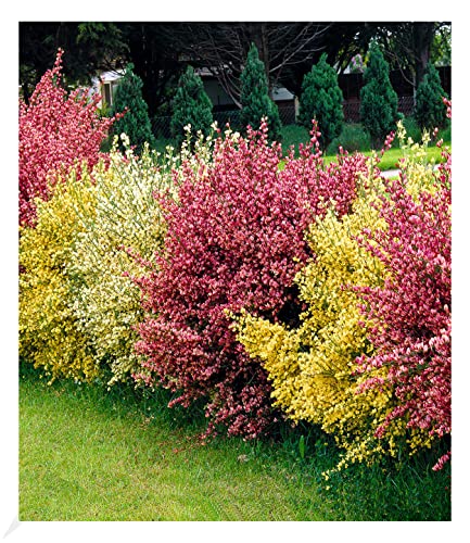 BALDUR Garten Ginster-Hecke 'Tricolor', 3 Pflanzen Cytisus...